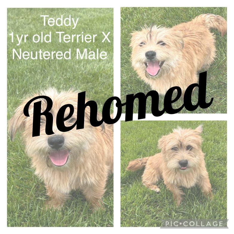 Adopted dog named Teddy.